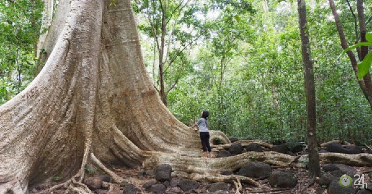 Chiêm ngưỡng cây cổ thụ 400 tuổi được ví 'thằn lằn sấm' của Việt Nam