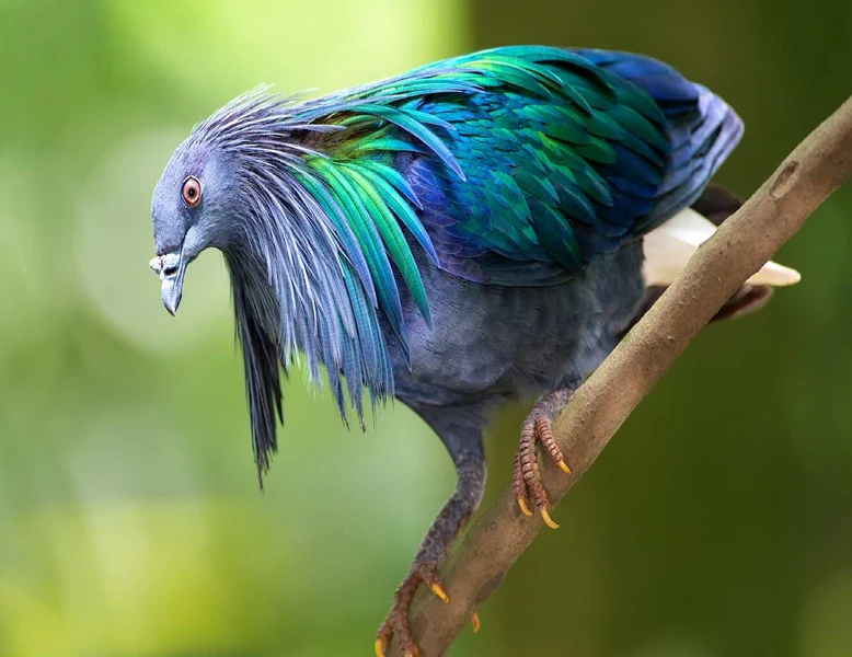 Loài bồ câu quý hiếm chỉ có ở Vườn Quốc gia Côn Đảo