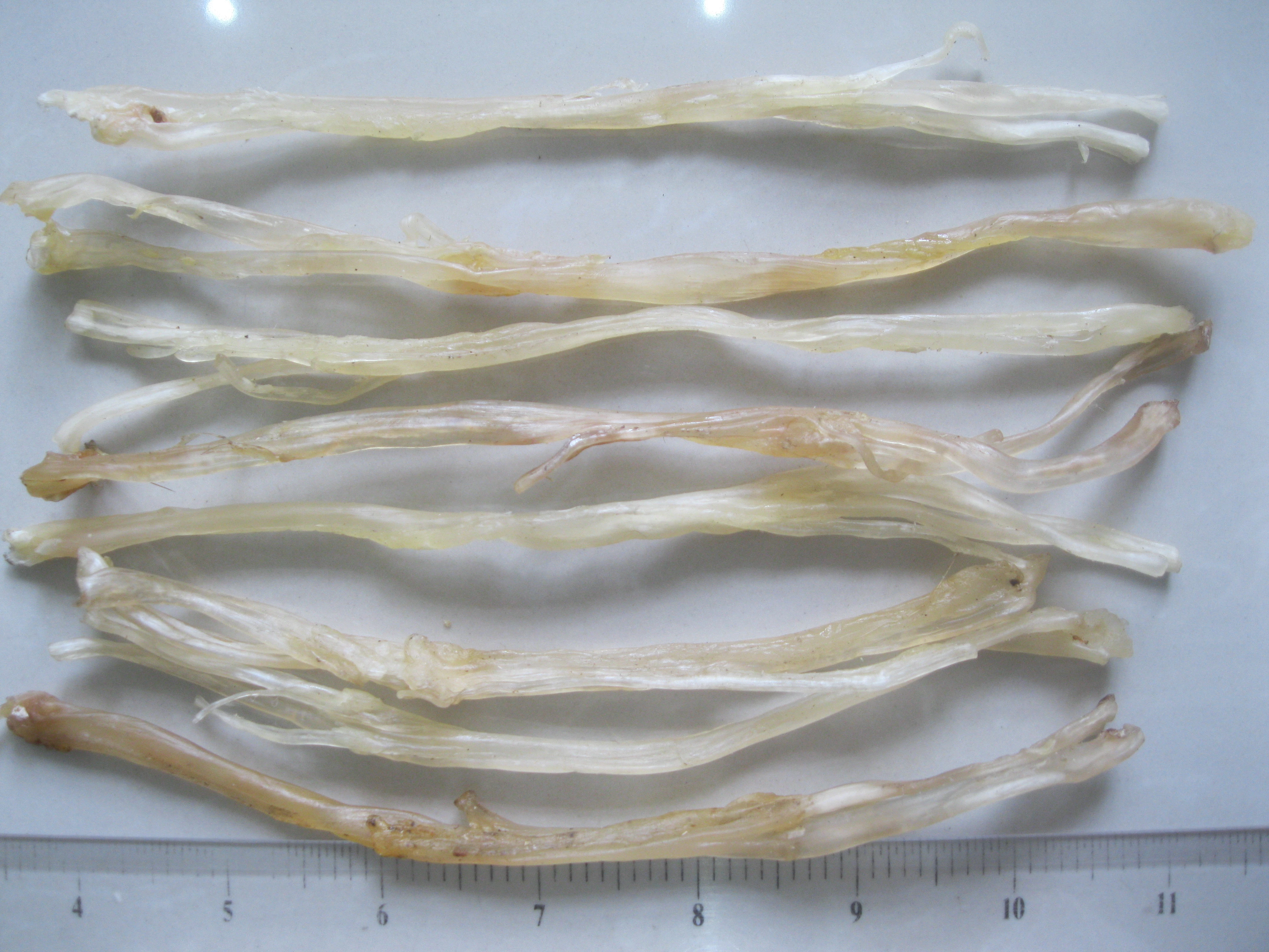 Top bài thuốc quý từ gân động vật bạn nên biết