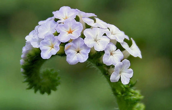 Chữa viêm xoang dứt điểm với loại cây có sẵn trong vườn nhà