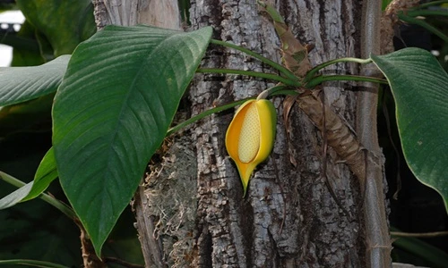 Chữa “bách bệnh” từ cây dây leo ít người biết đến