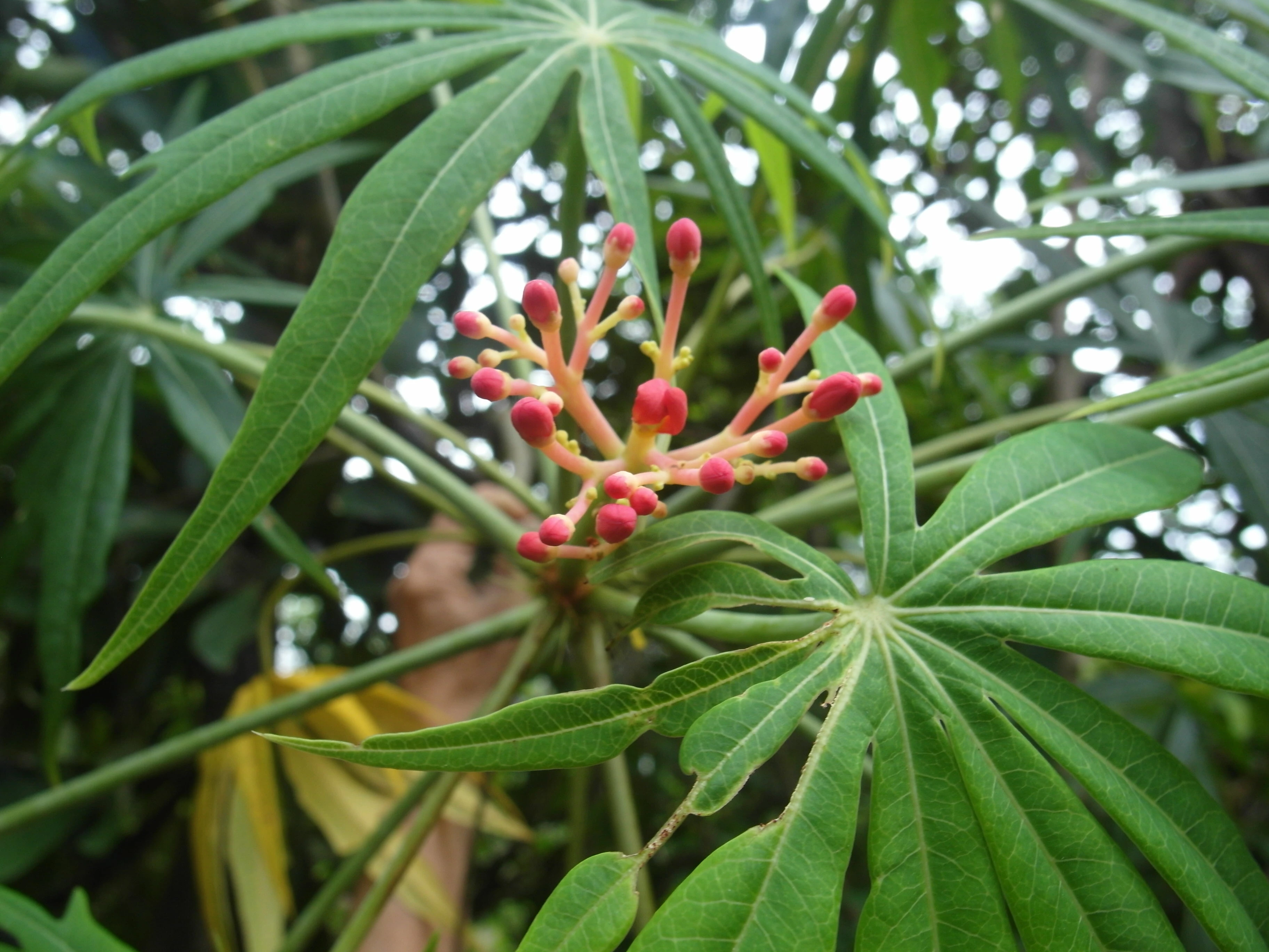 Cách dùng cây đỗ trọng chữa nhiều bệnh