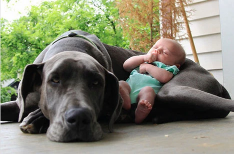 Ngắm ảnh bé và cún cưng đáng yêu không chịu nổi