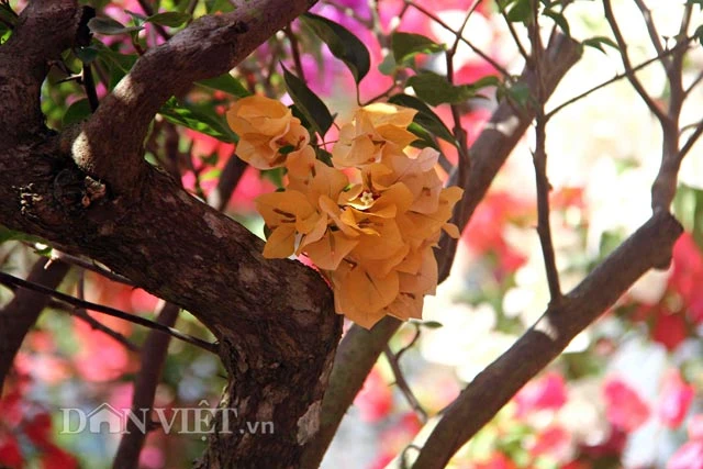 Hoa giấy 6 màu độc lạ “quyến rũ” cả khách Tây