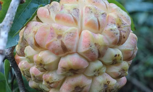 Hoa quả nhìn độc dị ăn ngon mê li