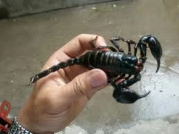 Bọ cạp đen chữa khỏi ung thư, đúng sai thế nào?