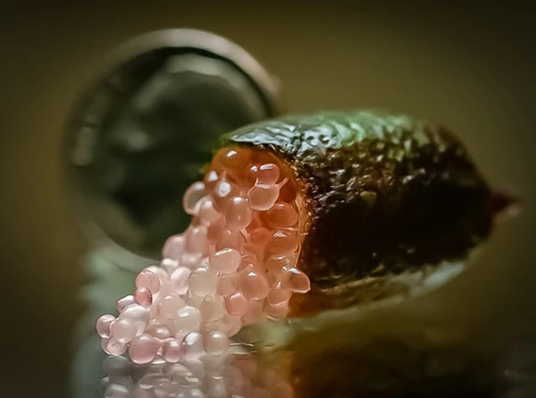 Công dụng quý của quả chanh ngón tay đang hot hiện nay