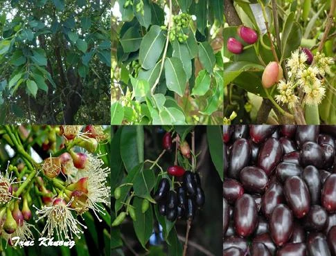 Bất ngờ với công dụng trị bệnh của cây trâm mốc