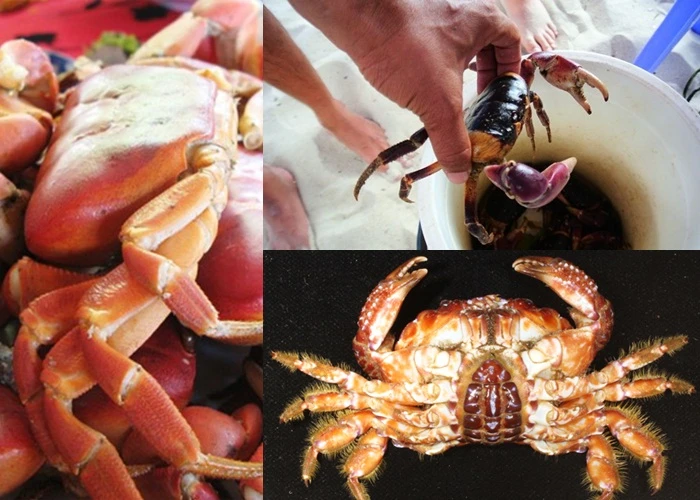 Những loài cua biển gây ngộ độc chết người ở VN