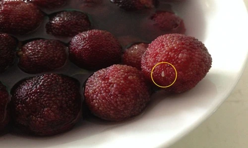 Ăn phải quả thanh mai chứa giòi có sinh bệnh?