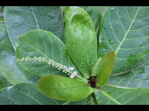 Trị sâu răng dễ ợt với bài thuốc từ lá bàng