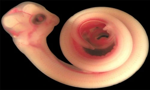 Hình ảnh siêu âm thai ngoạn mục khi động vật mang bầu