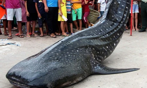 Cận cảnh cá mập voi khổng lồ nặng gần nửa tấn