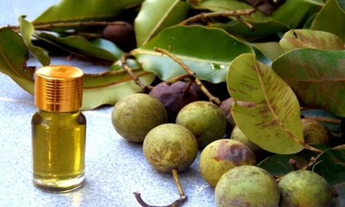 Bài thuốc hay chữa bách bệnh hiệu quả từ mủ cây mù u 