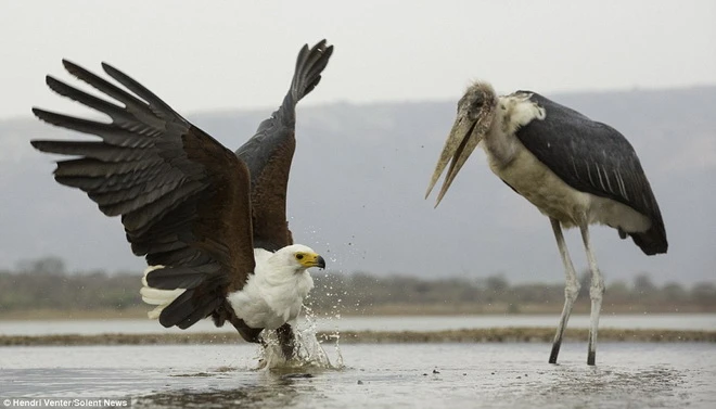 Cuộc chiến thú vị tại khu bảo tồn tư nhân Zimanga 