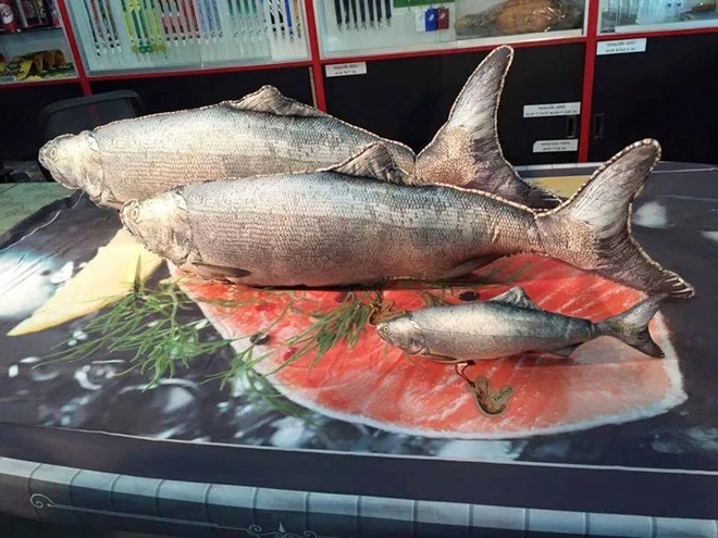 Mê mẩn mẫu chăn gối lạ có một không hai trên thế giới