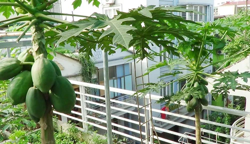 Cận cảnh vườn sân thượng quả trĩu cành của một gia đình HN