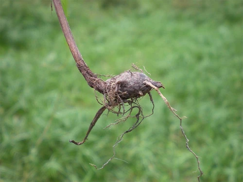 Bài thuốc chữa bệnh hiệu nghiệm từ rượu củ gấu