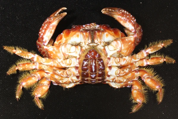 Nhận diện cua mặt quỷ gây chết người ngay trên bàn nhậu