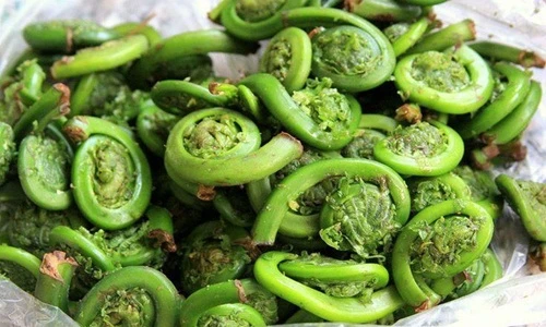 Bất ngờ loại rau trường thọ quý hiếm mọc đầy ở Việt Nam