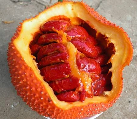 Bài thuốc mẹo chữa bệnh quai bị an toàn