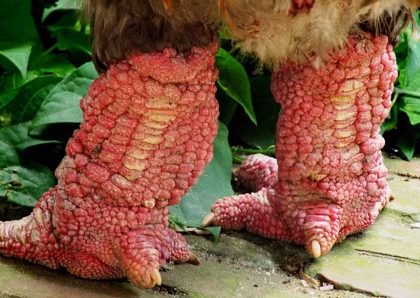 Đặc sản siêu ngon từ gà Đông Tảo tiến vua