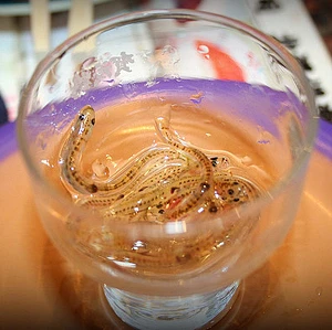 Ăn cá sống ngoe nguẩy trong miệng kiểu Nhật