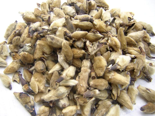 Hoa tân di vị thuốc quý, món quà vô giá từ thiên nhiên