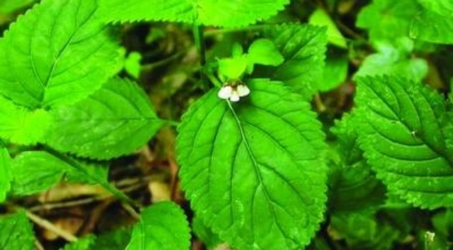 Bài thuốc giải độc, chữa nhiều bệnh từ cây cỏ mật cá