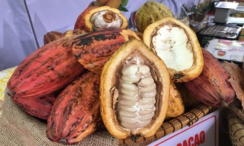 Mục sở thị loạt thực phẩm độc lạ giữa Hà Nội 