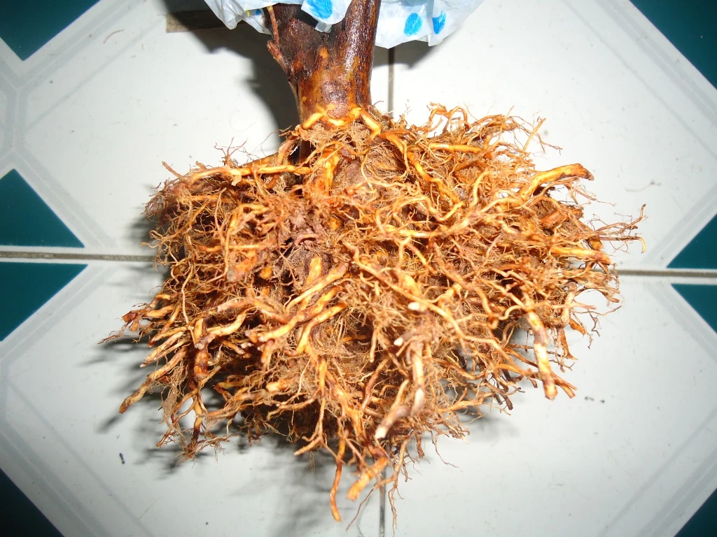 Bài thuốc quý từ cây đỗ quyên tốt cho chị em phụ nữ