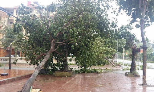 Bão vào Nghệ An - Hà Tĩnh, cây đổ, nhiều nhà tốc mái