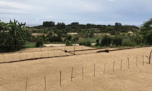 Ngỡ ngàng trên đất liền cũng có một "đảo Lý Sơn"