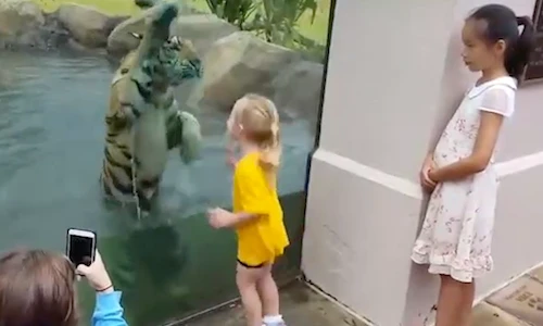 Chú hổ con chơi đùa cực ngộ với bé gái qua tường kính