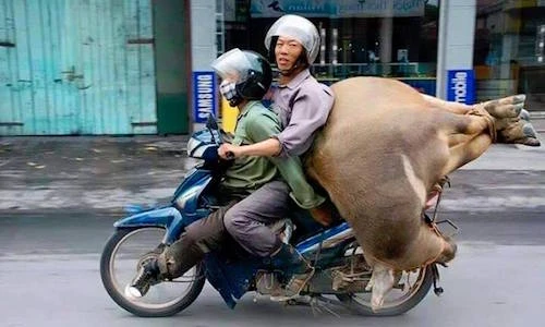 Thót tim xem “người vận chuyển” trên xe máy tại VN