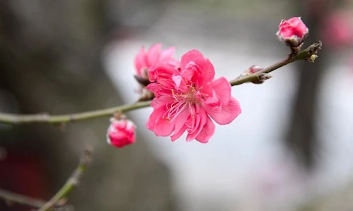 Ảnh: Đào Tết “khủng” giá bạc triệu mang xuân ra phố