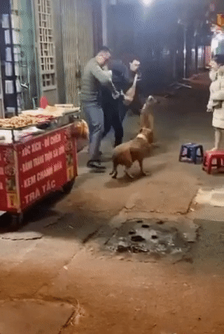 Cho Pitbull lao vao tan cong chu cho nho, 3 nguoi chat vat can ngan