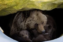 Tìm hiểu cơ chế ngủ đông của các loài động vật