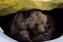 Tìm hiểu cơ chế ngủ đông của các loài động vật