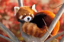 Loài động vật nguy cơ tuyệt chủng, chỉ còn 10.000 con trong tự nhiên