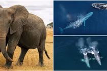 Những loài động vật nặng nhất thế giới, số 1 gây ngỡ ngàng