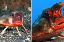 Loài cá hiếm có ngoại hình kì lạ, đôi môi đỏ như thiếu nữ 