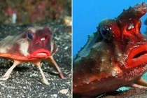 Loài cá hiếm có ngoại hình kì lạ, đôi môi đỏ như thiếu nữ 