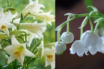 Top loài hoa đẹp nhưng chứa chất độc nguy hiểm, Việt Nam có 1 loài