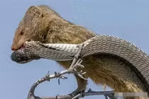 Rắn độc trèo lên cây trộm trứng chim, gặp kết thảm