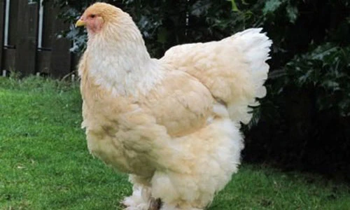 Sửng sốt gà khổng lồ giá 20 triệu đồng/cặp