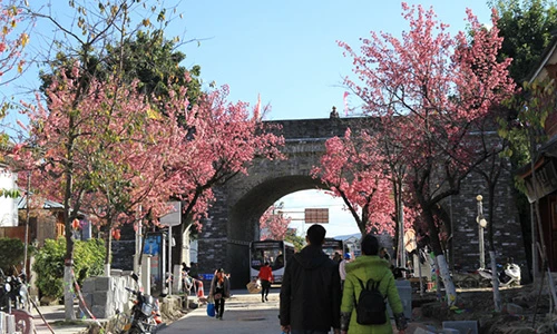 Đẹp rực rỡ con đường rực hồng hoa anh đào ở TQ