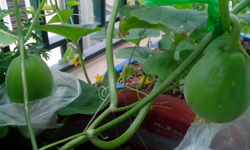 Ông bố trẻ mách cách trồng dưa lê “siêu ngọt”