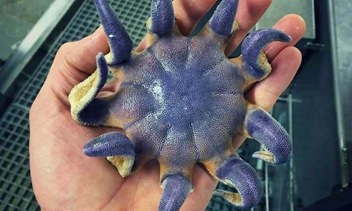 Tỉnh cả người xem các loài cá kỳ quái nhất hành tinh