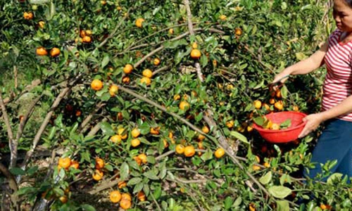 Điểm danh hoa quả quê hút khách dịp Tết